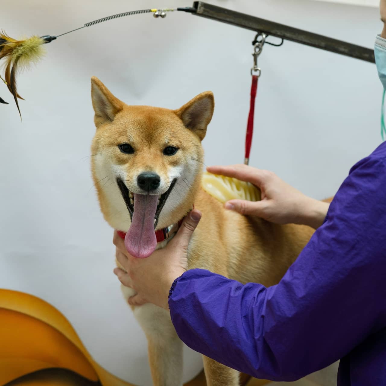 Pet Ownership Is on the Rise